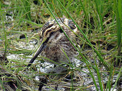 Jack Snipe