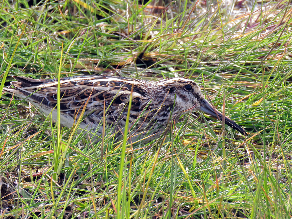 Jack Snipe