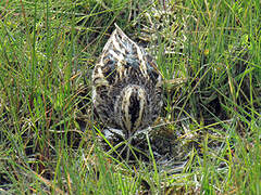 Jack Snipe