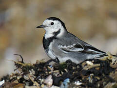 White Wagtail (yarrellii)