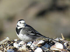 White Wagtail (yarrellii)