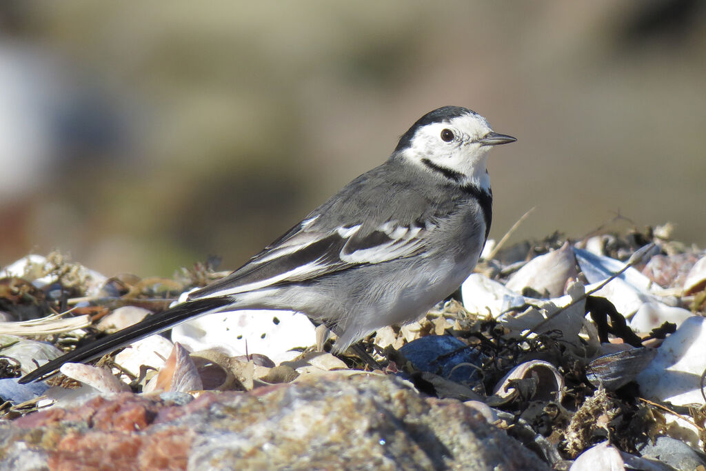 White Wagtail (yarrellii)