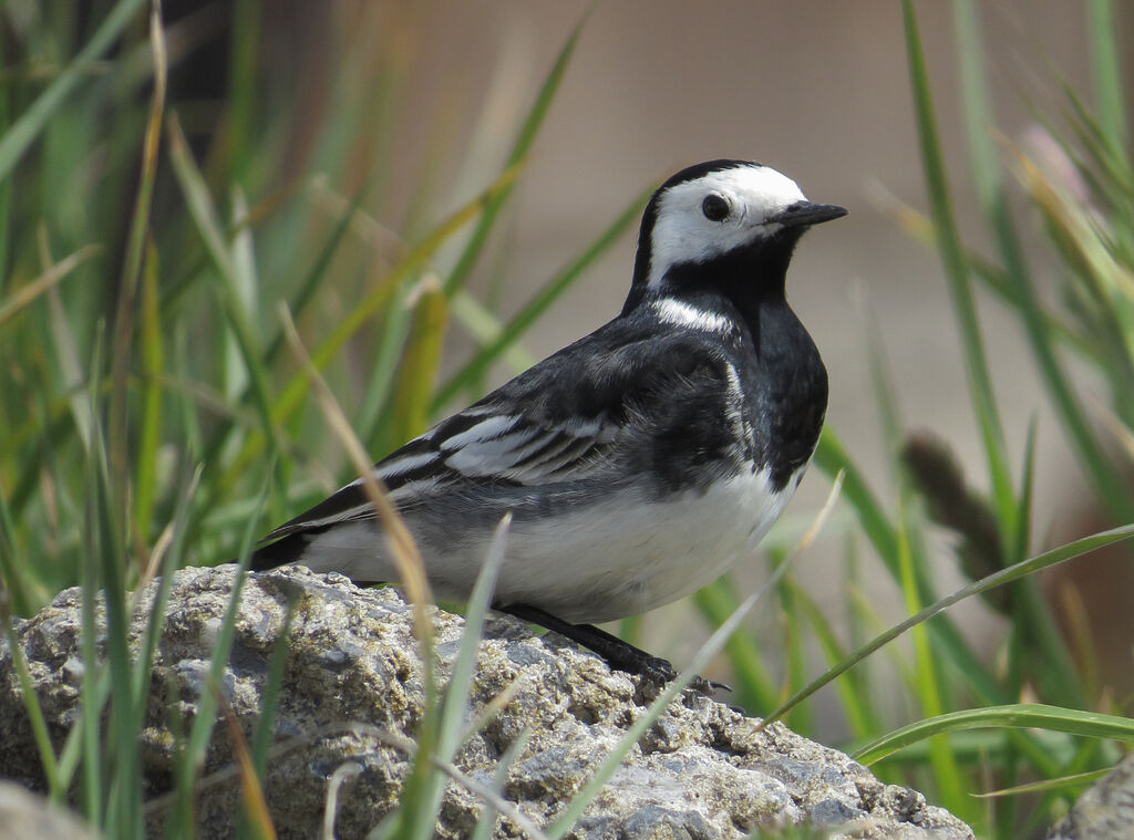 White Wagtail (yarrellii)