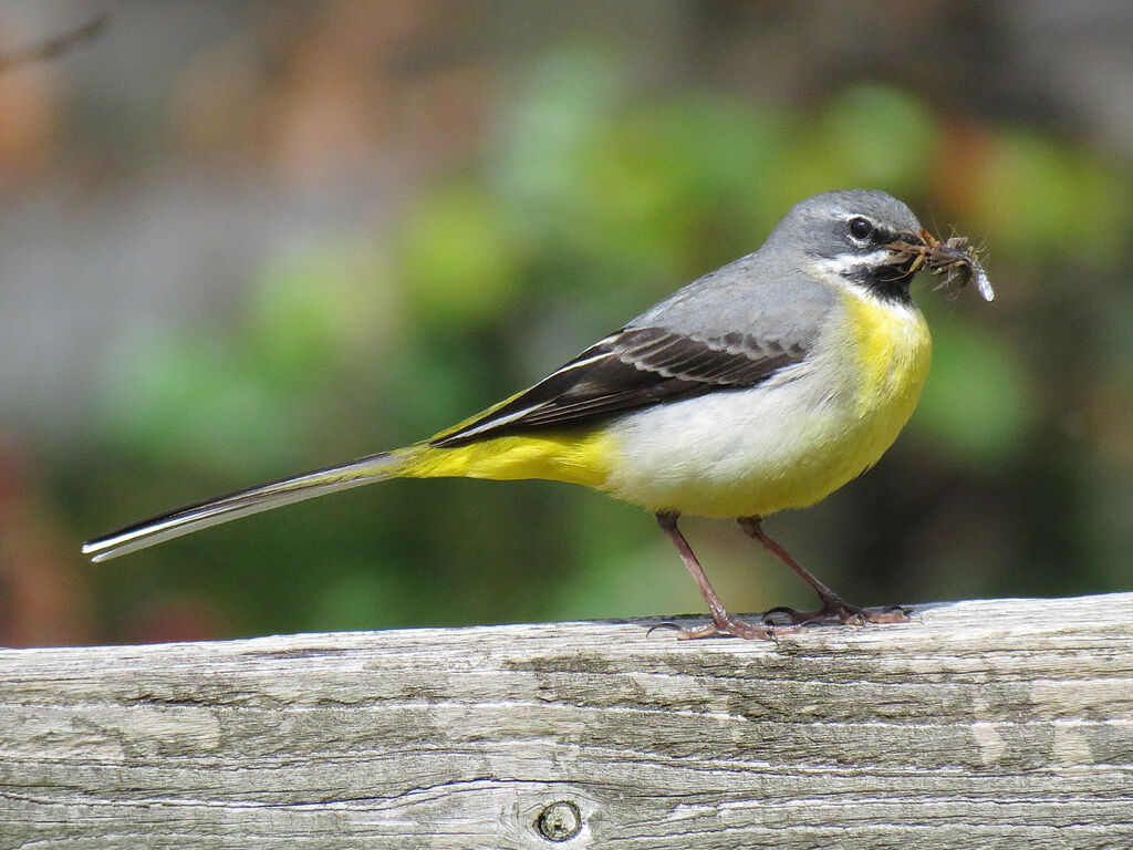 Bergeronnette des ruisseaux