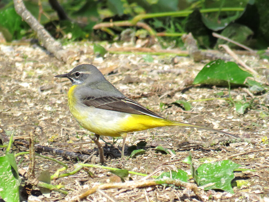 Bergeronnette des ruisseaux