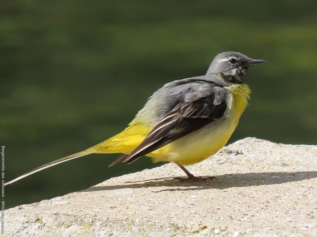 Bergeronnette des ruisseaux