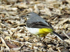 Grey Wagtail