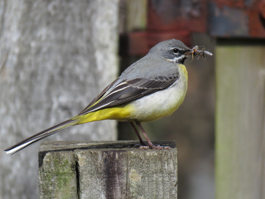 Grey Wagtail