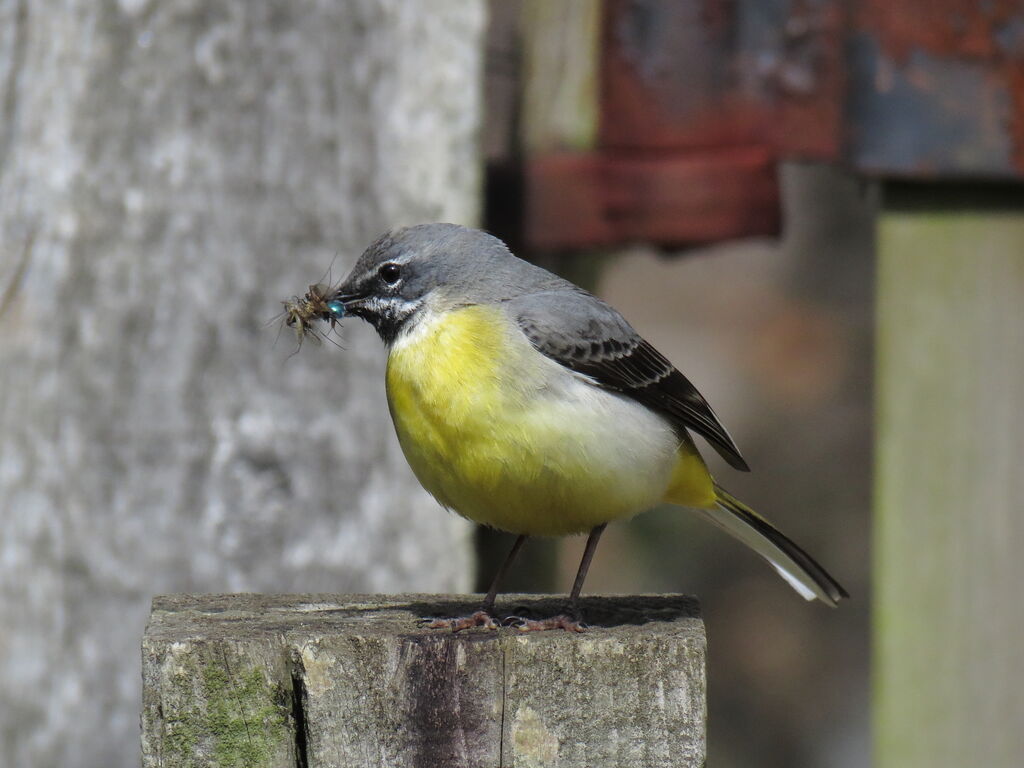 Grey Wagtail