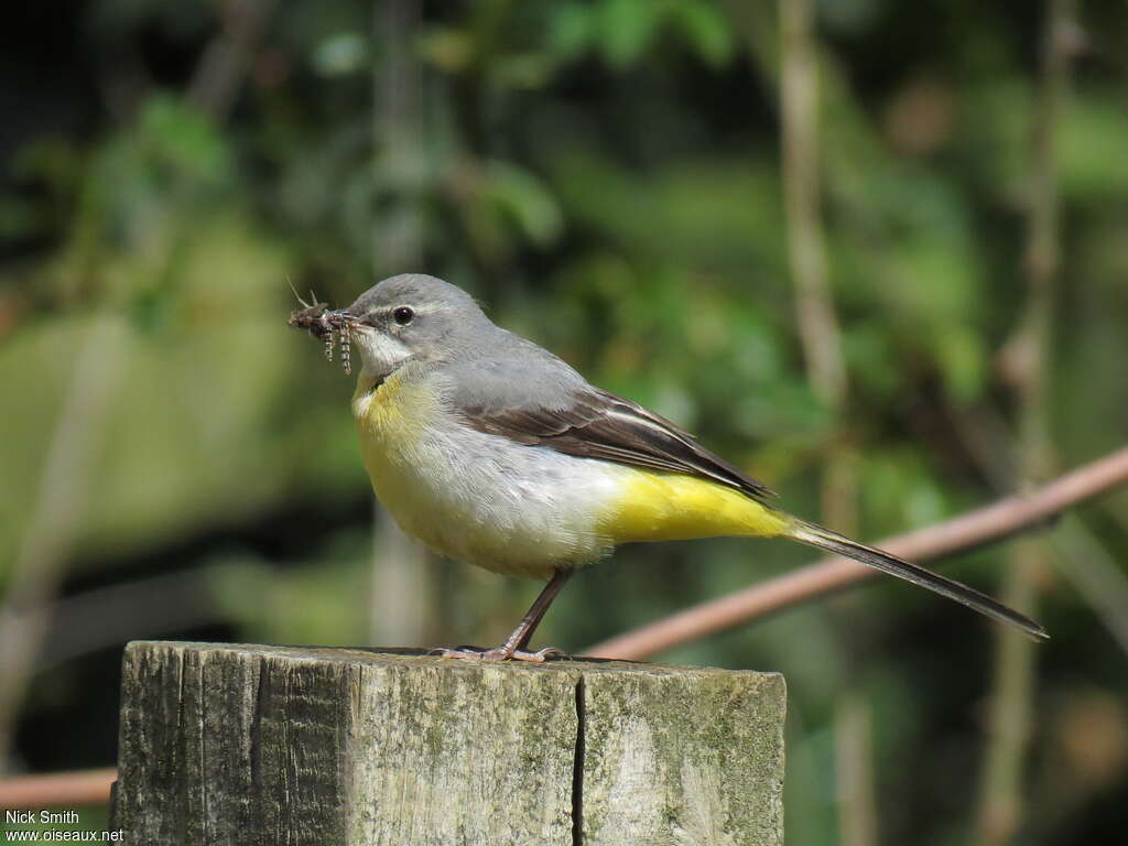 Grey Wagtail female adult, feeding habits