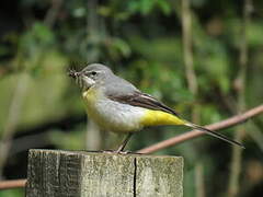 Grey Wagtail