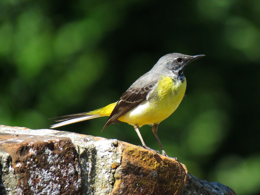 Grey Wagtail