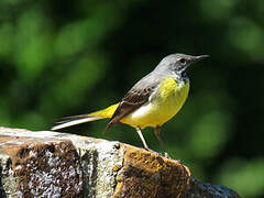 Grey Wagtail