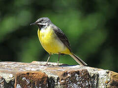 Grey Wagtail