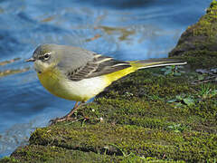 Grey Wagtail