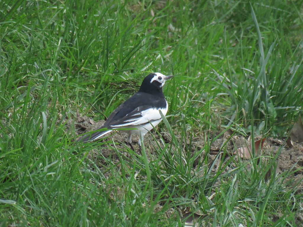 White Wagtail