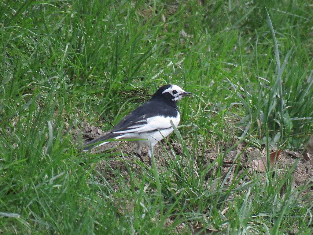 White Wagtail