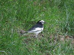 White Wagtail