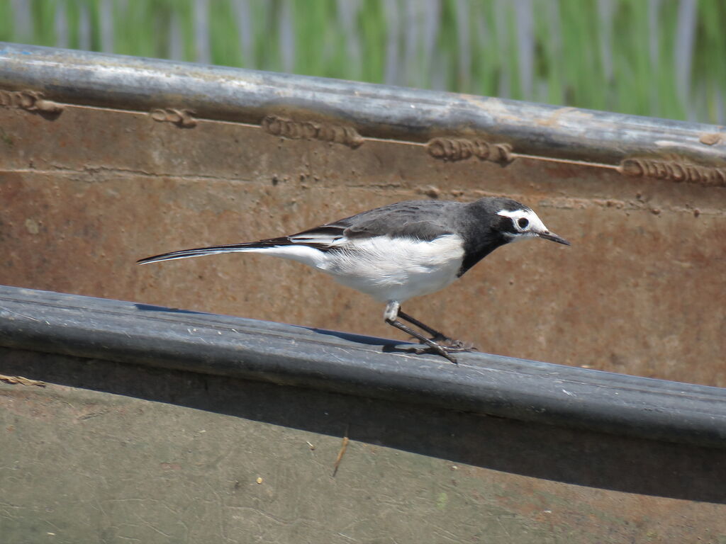 White Wagtail