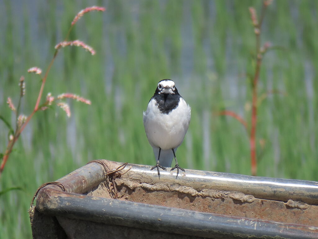 White Wagtail