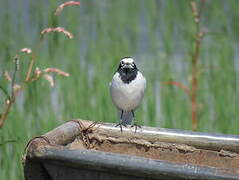 White Wagtail