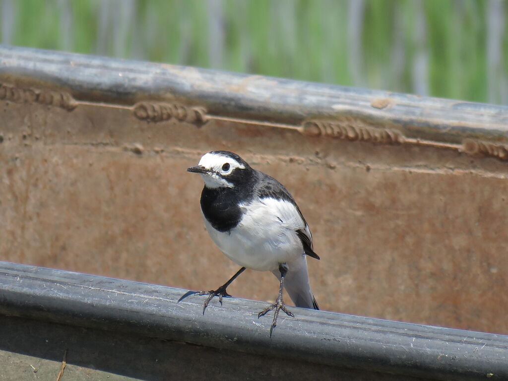 White Wagtail