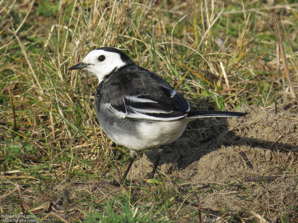 White Wagtail