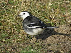 White Wagtail