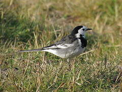 White Wagtail