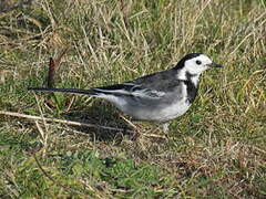 White Wagtail