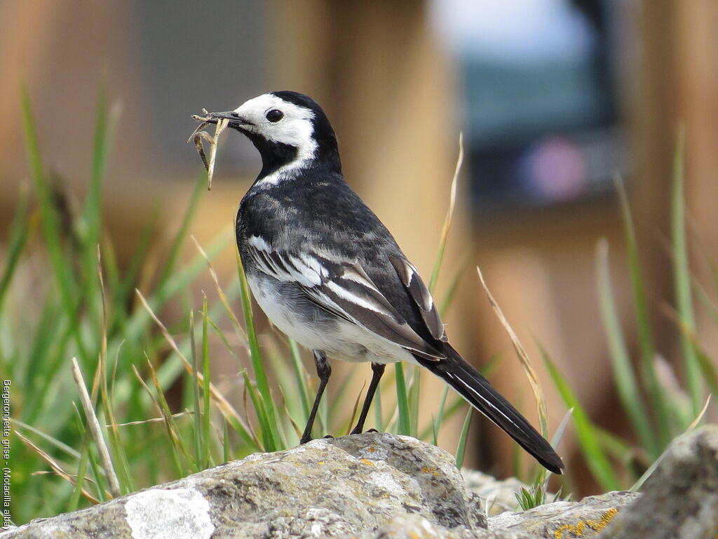 White Wagtail