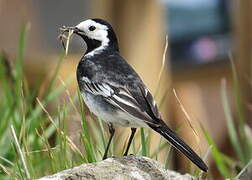 White Wagtail