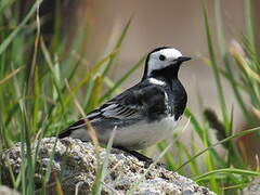 White Wagtail