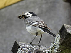 White Wagtail