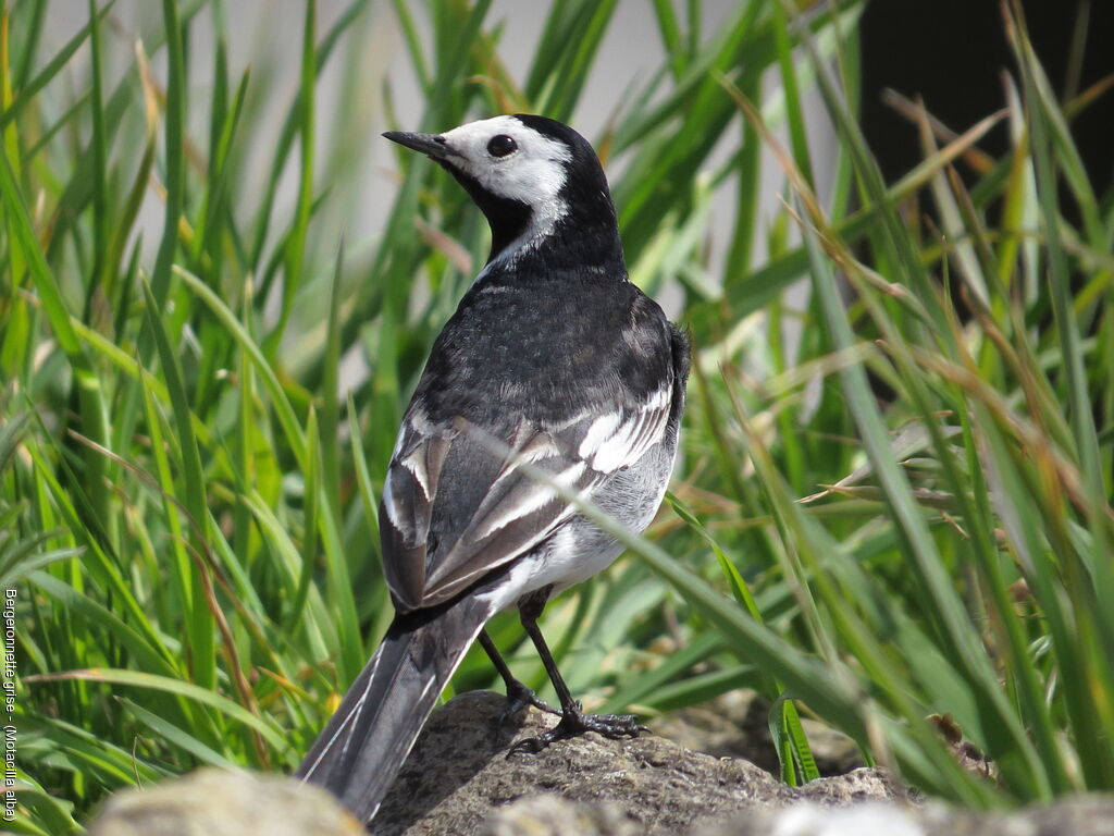 White Wagtail