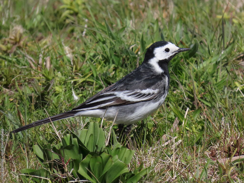 White Wagtail