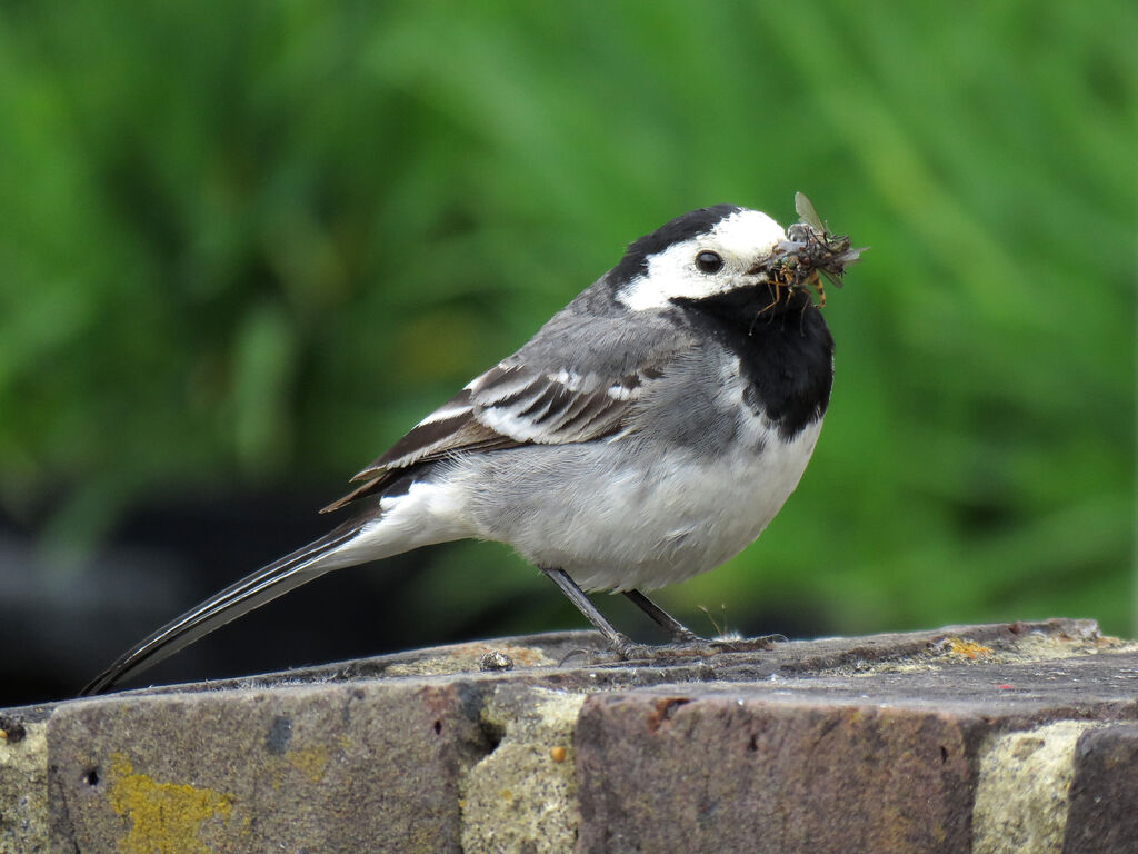 White Wagtail