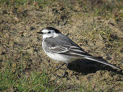 White Wagtail