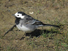 White Wagtail