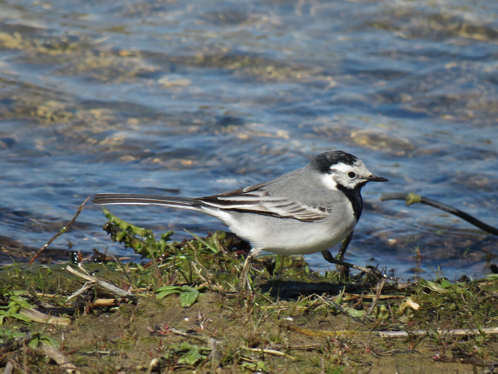 White Wagtail