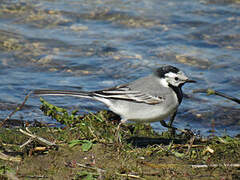 White Wagtail