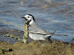 White Wagtail