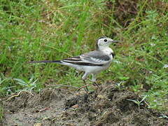 White Wagtail