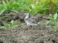 White Wagtail