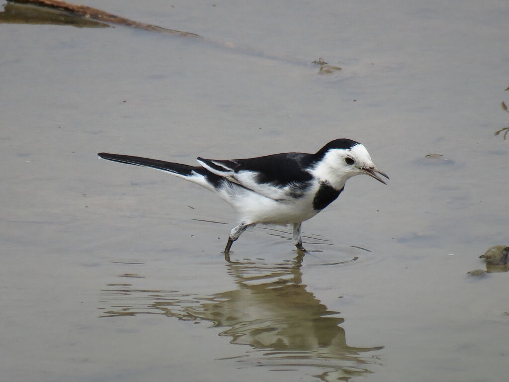 White Wagtail