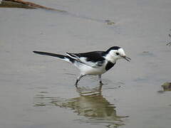 White Wagtail