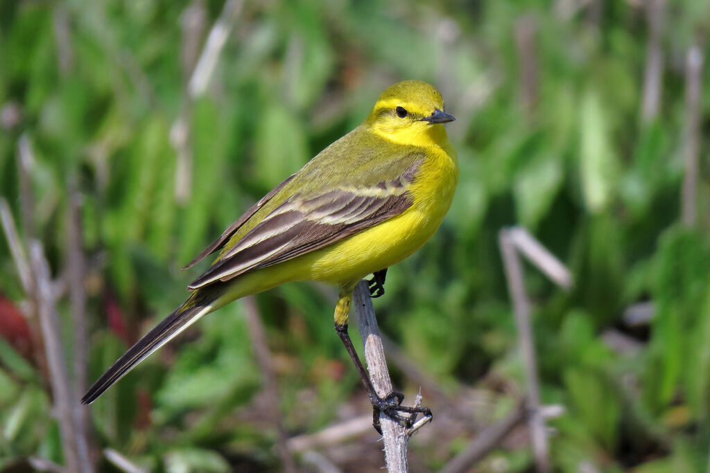 Western Yellow Wagtail