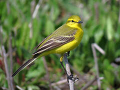 Western Yellow Wagtail