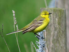 Western Yellow Wagtail