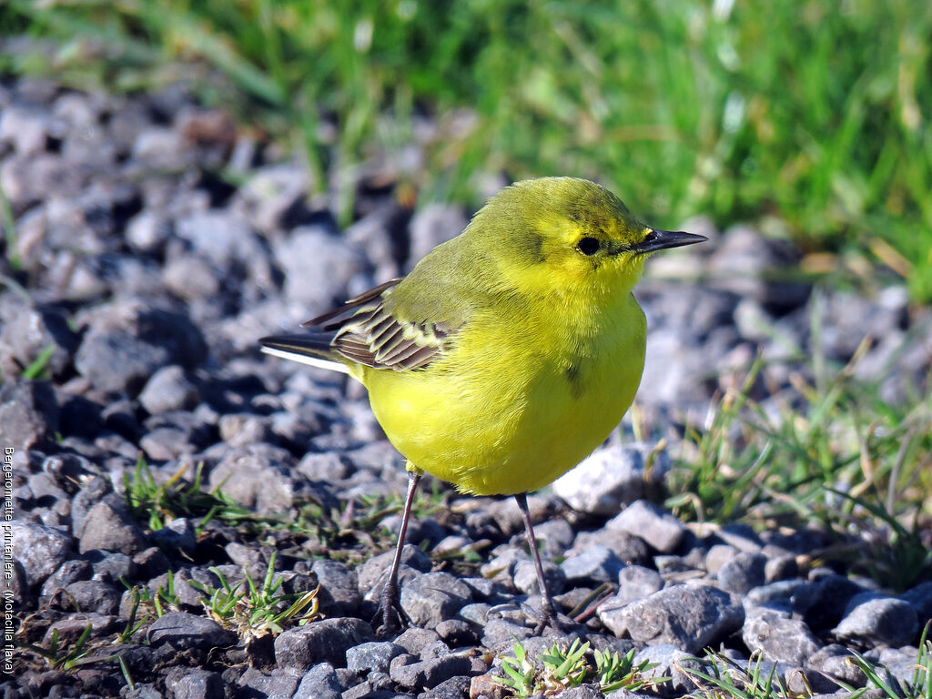 Western Yellow Wagtail male